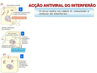 X Y Y ACÇÃO ANTIVIRAL DO INTERFERÃO 