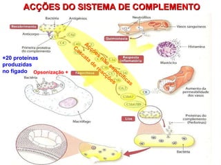 ACÇÕES DO SISTEMA DE COMPLEMENTO +20 proteínas  produzidas  no fígado Cascata de reacções Acções não específicas Opsonização +  