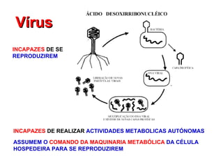 INCAPAZES   DE REALIZAR  ACTIVIDADES METABOLICAS AUTÓNOMAS   INCAPAZES   DE SE  REPRODUZIREM   ASSUMEM O  COMANDO DA MAQUINARIA METABÓLICA  DA CÉLULA HOSPEDEIRA PARA SE REPRODUZIREM Vírus 