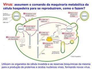 Vírus:  assumem o comando da maquinaria metabólica da célula hospedeira para se reproduzirem, como o fazem? Utilizam os organelos da célula invadida e as reservas bioquímicas da mesma para a produção de proteínas e ácidos nucleicos virais, formando novos vírus. 