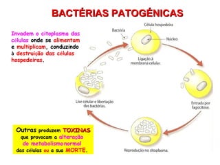 BACTÉRIAS PATOGÉNICAS Invadem o citoplasma das c é lulas  onde se  alimentam   e  multiplicam , conduzindo  à   destrui ç ão das c é lulas  hospedeiras . Outras  produzem  TOXINAS que provocam a  altera ç ão  do metabolismo   normal   das c é lulas  ou  a sua  MORTE .   