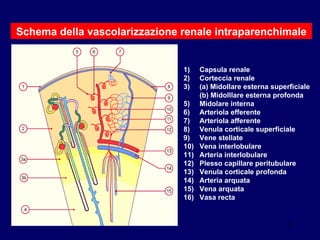 Capsula renale Corteccia renale (a) Midollare esterna superficiale (b) Midolllare esterna profonda Midolare interna Arteriola efferente Arteriola afferente Venula corticale superficiale Vene stellate Vena interlobulare Arteria interlobulare Plesso capillare peritubulare Venula corticale profonda Arteria arquata Vena arquata Vasa recta Schema della vascolarizzazione renale intraparenchimale 