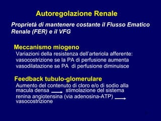 Autoregolazione Renale Meccanismo miogeno Variazioni della resistenza dell’arteriola afferente: vasocostrizione se la PA di perfusione aumenta vasodilatazione se PA  di perfusione diminuisce Feedback tubulo-glomerulare Aumento del contenuto di cloro e/o di sodio alla macula densa  stimolazione del sistema  renina angiotensina (via adenosina-ATP)  vasocostrizione Proprietà di mantenere costante il Flusso Ematico Renale (FER) e il VFG 