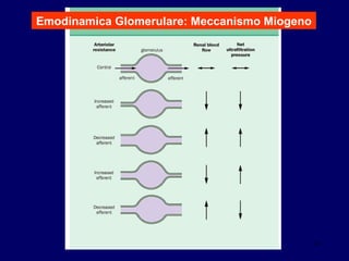 Emodinamica Glomerulare: Meccanismo Miogeno 