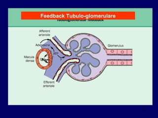 /Na+ Feedback Tubulo-glomerulare 