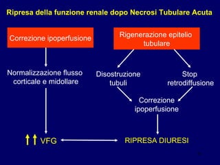 Rigenerazione epitelio  tubulare Correzione ipoperfusione Normalizzazione flusso  corticale e midollare VFG Correzione ipoperfusione RIPRESA DIURESI Ripresa della funzione renale dopo Necrosi Tubulare Acuta Disostruzione  tubuli Stop  retrodiffusione 