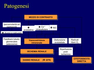 Patogenesi MEZZO DI CONTRASTO CITOTOSSICITÀ DIRETTA Radicali liberi O 2 DANNO RENALE  (   GFR) ISCHEMIA RENALE Riperfusione post-ischemica Feedback tubulo- glomerulare (adenosina) Iperosmolarità ed ipertonicità    diuresi e natriuresi    endotelina Vasocostrizione intrarenale Disfunzione endoteliale    Ca ++  intracellulare    NO 