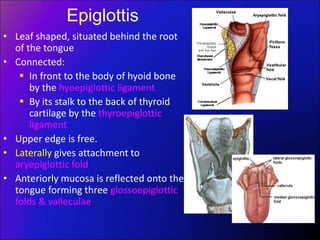 Epiglottis
• Leaf shaped, situated behind the root
of the tongue
• Connected:
 In front to the body of hyoid bone
by the hyoepiglottic ligament
 By its stalk to the back of thyroid
cartilage by the thyroepiglottic
ligament
• Upper edge is free.
• Laterally gives attachment to
aryepiglottic fold
• Anteriorly mucosa is reflected onto the
tongue forming three glossoepiglottic
folds & valleculae
 