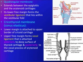 • Quadrangular membrane:
• Extends between the epiglottis
and the arytenoid cartilages
• Its lower free margin forms the
vestibular ligament that lies within
the vestibular fold
• Cricothyroid membrane
(conus elasticus):
• Lower margin is attached to upper
border of cricoid cartilage
• Upper free margin forms vocal
ligament that is attached
anteriorly to deep surface of
thyroid cartilage & posteriorly to
the vocal process of arytenoid
cartilage
 