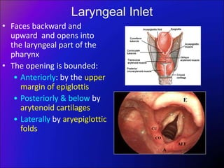 Laryngeal Inlet
• Faces backward and
upward and opens into
the laryngeal part of the
pharynx
• The opening is bounded:
• Anteriorly: by the upper
margin of epiglottis
• Posteriorly & below by
arytenoid cartilages
• Laterally by aryepiglottic
folds
E
CU
CO
AEF
A
 