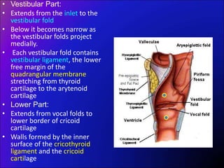• Vestibular Part:
• Extends from the inlet to the
vestibular fold
• Below it becomes narrow as
the vestibular folds project
medially.
• Each vestibular fold contains
vestibular ligament, the lower
free margin of the
quadrangular membrane
stretching from thyroid
cartilage to the arytenoid
cartilage
• Lower Part:
• Extends from vocal folds to
lower border of cricoid
cartilage
• Walls formed by the inner
surface of the cricothyroid
ligament and the cricoid
cartilage
 
