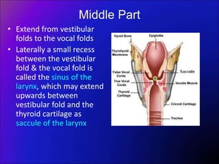 Middle Part
• Extend from vestibular
folds to the vocal folds
• Laterally a small recess
between the vestibular
fold & the vocal fold is
called the sinus of the
larynx, which may extend
upwards between
vestibular fold and the
thyroid cartilage as
saccule of the larynx
 