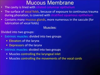 Mucous Membrane
• The cavity is lined with ciliated columnar epithelium
• The surface of vocal folds, because of exposure to continuous trauma
during phonation, is covered with stratified squamous epithelium
• Contains many mucous glands, more numerous in the saccule (for
lubrication of vocal folds)
Muscles:
Divided into two groups:
• Extrinsic muscles: divided into two groups
• Elevators of the larynx
• Depressors of the larynx
• Intrinsic muscles: divided into two groups
• Muscles controlling the laryngeal inlet
• Muscles controlling the movements of the vocal cords
 