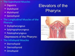 Elevators of the
Pharynx
• The Suprahyoid Muscles
 Digastric
 Stylohyoid
 Mylohyoid
 Geniohyoid
• The Longitudinal Muscles of the
Pharynx
 Stylopharyngeus
 Salpingopharyngeus
 Palatopharyngeus
Depressors of the Pharynx:
• The Infrahyoid Muscles
 Sternohyoid
 Sternothyroid
 Omohyoid
 