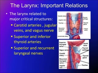 The Larynx: Important Relations
• The larynx related to
major critical structures:
 Carotid arteries , jugular
veins, and vagus nerve
 Superior and inferior
thyroid arteries
 Superior and recurrent
laryngeal nerves
 