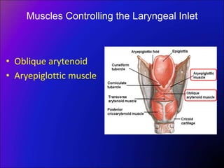 Muscles Controlling the Laryngeal Inlet
• Oblique arytenoid
• Aryepiglottic muscle
 