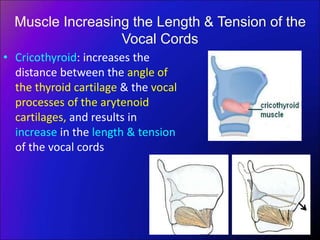 Muscle Increasing the Length & Tension of the
Vocal Cords
• Cricothyroid: increases the
distance between the angle of
the thyroid cartilage & the vocal
processes of the arytenoid
cartilages, and results in
increase in the length & tension
of the vocal cords
 