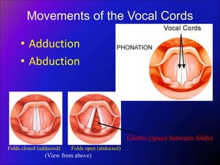Movements of the Vocal Cords
• Adduction
• Abduction
Folds closed (adducted) Folds open (abducted)
(View from above)
Glottis (space between folds)
 
