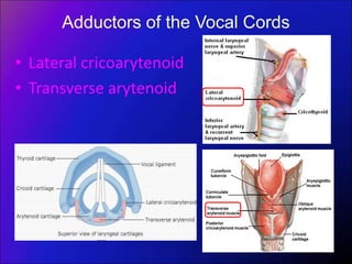 Adductors of the Vocal Cords
• Lateral cricoarytenoid
• Transverse arytenoid
 