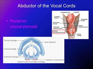 Abductor of the Vocal Cords
• Posterior
cricoarytenoid
 