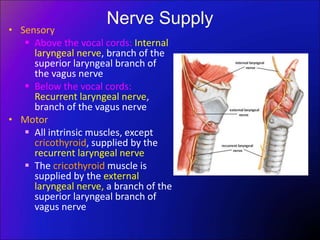 Nerve Supply
• Sensory
 Above the vocal cords: Internal
laryngeal nerve, branch of the
superior laryngeal branch of
the vagus nerve
 Below the vocal cords:
Recurrent laryngeal nerve,
branch of the vagus nerve
• Motor
 All intrinsic muscles, except
cricothyroid, supplied by the
recurrent laryngeal nerve
 The cricothyroid muscle is
supplied by the external
laryngeal nerve, a branch of the
superior laryngeal branch of
vagus nerve
 