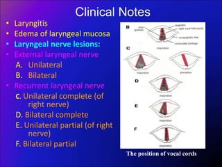 Clinical Notes
• Laryngitis
• Edema of laryngeal mucosa
• Laryngeal nerve lesions:
• External laryngeal nerve
A. Unilateral
B. Bilateral
• Recurrent laryngeal nerve
C. Unilateral complete (of
right nerve)
D. Bilateral complete
E. Unilateral partial (of right
nerve)
F. Bilateral partial
The position of vocal cords
 