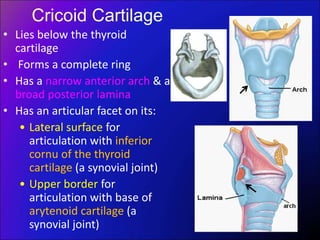 Cricoid Cartilage
• Lies below the thyroid
cartilage
• Forms a complete ring
• Has a narrow anterior arch & a
broad posterior lamina
• Has an articular facet on its:
• Lateral surface for
articulation with inferior
cornu of the thyroid
cartilage (a synovial joint)
• Upper border for
articulation with base of
arytenoid cartilage (a
synovial joint)
 