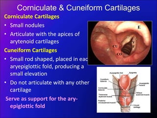 Corniculate & Cuneiform Cartilages
Corniculate Cartilages
• Small nodules
• Articulate with the apices of
arytenoid cartilages
Cuneiform Cartilages
• Small rod shaped, placed in each
aryepiglottic fold, producing a
small elevation
• Do not articulate with any other
cartilage
Serve as support for the ary-
epiglottic fold
E
CU
CO
V
F
 