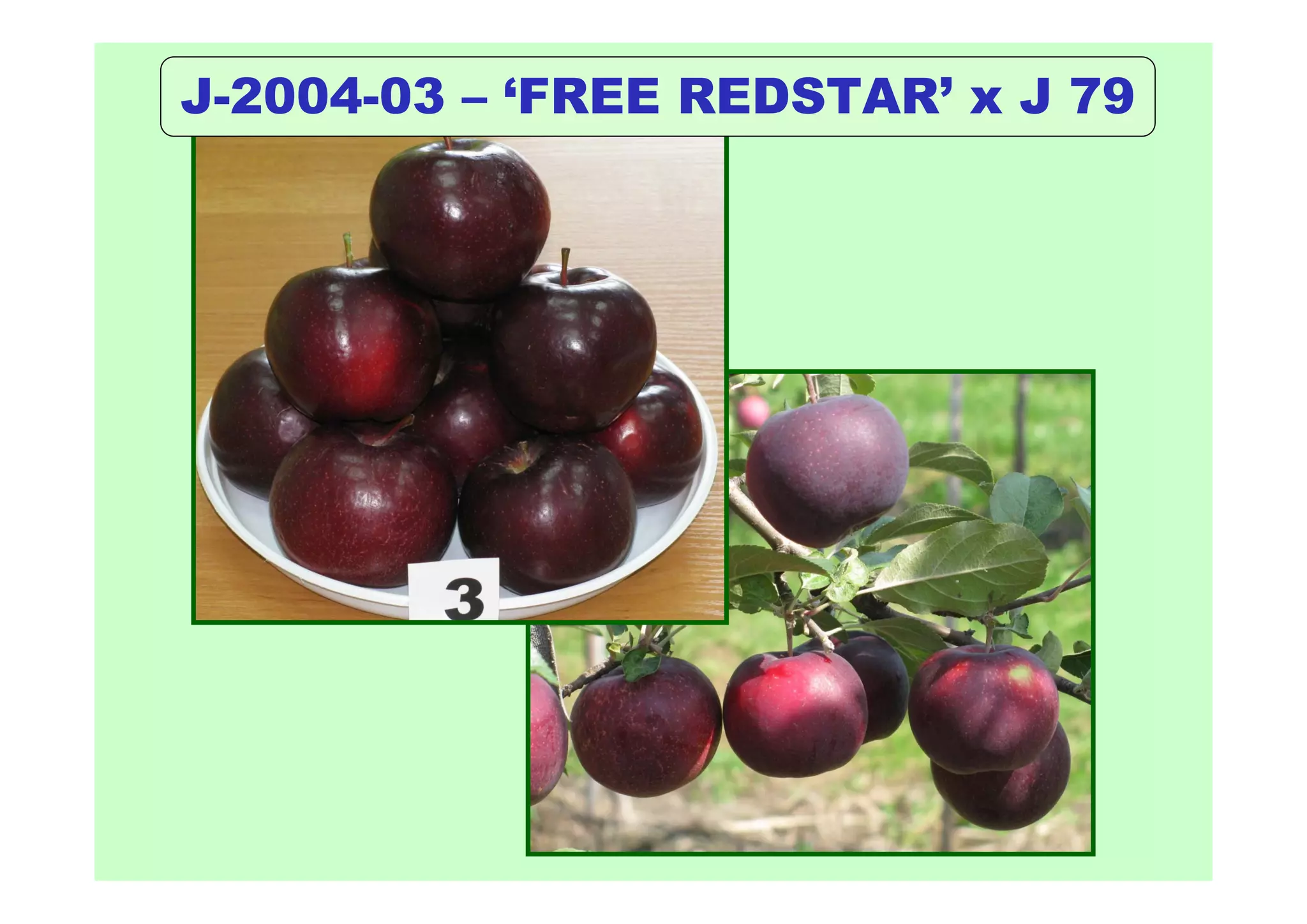 J-2004-03 – ‘FREE REDSTAR’ x J 79
 