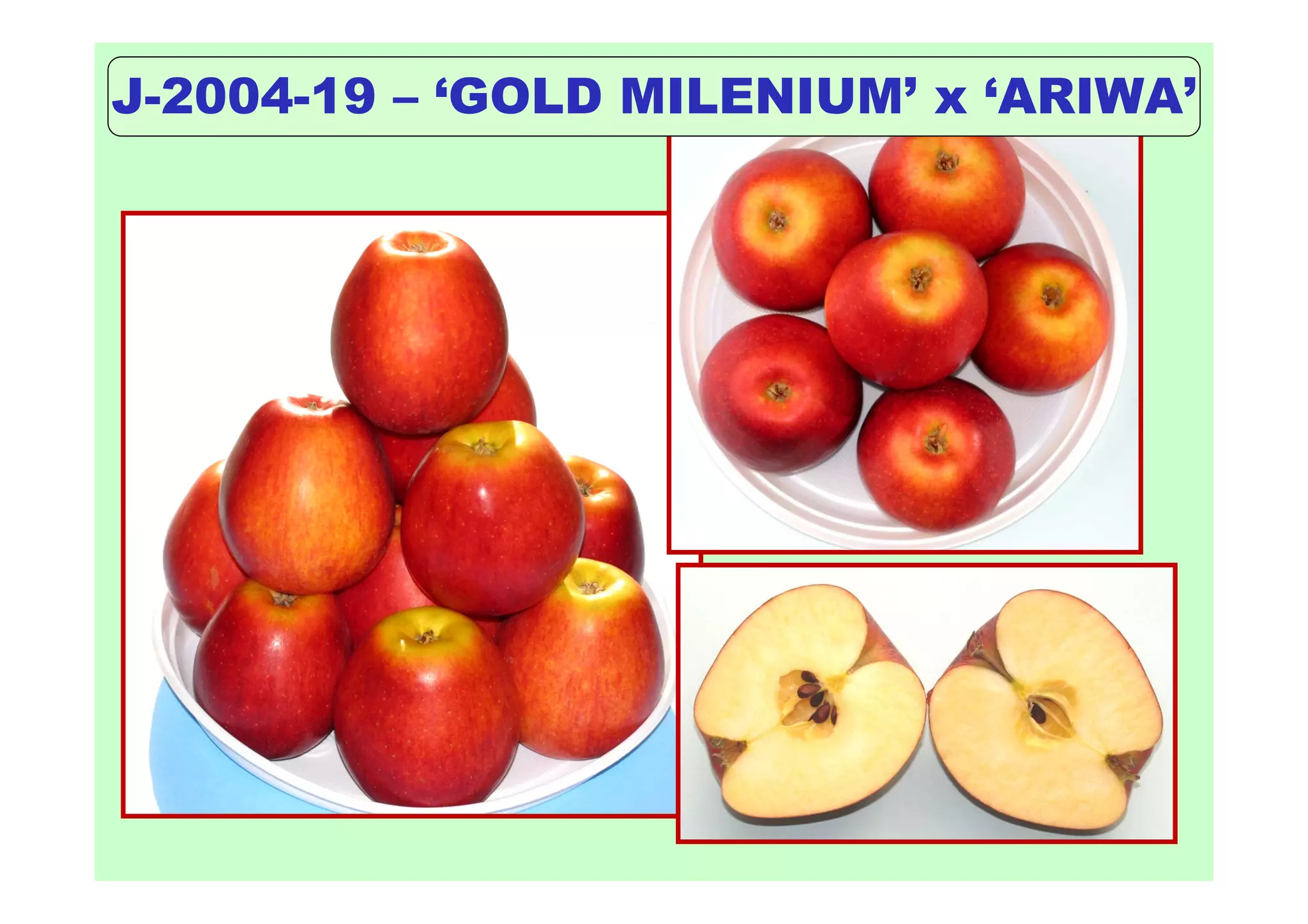 J-2004-19 – ‘GOLD MILENIUM’ x ‘ARIWA’
 