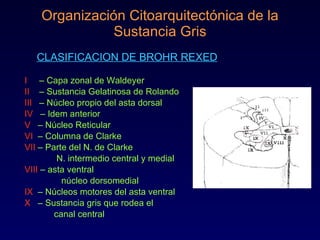 Organización Citoarquitectónica de la Sustancia Gris CLASIFICACION DE BROHR REXED I  – Capa zonal de Waldeyer II  – Sustancia Gelatinosa de Rolando III   – Núcleo propio del asta dorsal IV  – Idem anterior V  – Núcleo Reticular VI  – Columna de Clarke VII  – Parte del N. de Clarke N. intermedio central y medial VIII  – asta ventral núcleo dorsomedial IX  – Núcleos motores del asta ventral X  – Sustancia gris que rodea el  canal central 