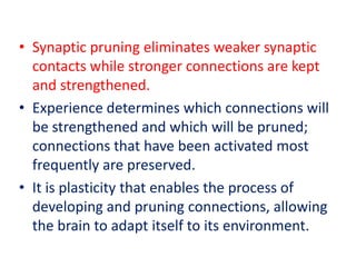 • Synaptic pruning eliminates weaker synaptic
  contacts while stronger connections are kept
  and strengthened.
• Experience determines which connections will
  be strengthened and which will be pruned;
  connections that have been activated most
  frequently are preserved.
• It is plasticity that enables the process of
  developing and pruning connections, allowing
  the brain to adapt itself to its environment.
 