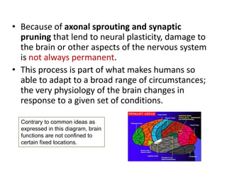 • Because of axonal sprouting and synaptic
  pruning that lend to neural plasticity, damage to
  the brain or other aspects of the nervous system
  is not always permanent.
• This process is part of what makes humans so
  able to adapt to a broad range of circumstances;
  the very physiology of the brain changes in
  response to a given set of conditions.

  Contrary to common ideas as
  expressed in this diagram, brain
  functions are not confined to
  certain fixed locations.
 