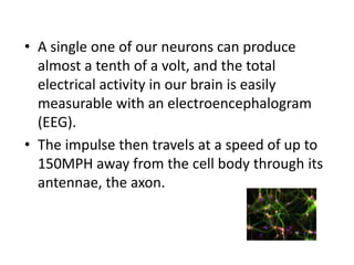 • A single one of our neurons can produce
  almost a tenth of a volt, and the total
  electrical activity in our brain is easily
  measurable with an electroencephalogram
  (EEG).
• The impulse then travels at a speed of up to
  150MPH away from the cell body through its
  antennae, the axon.
 