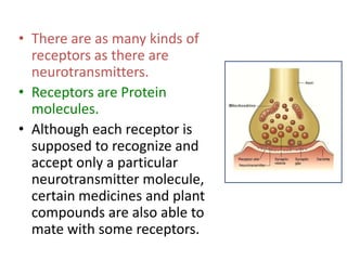 • There are as many kinds of
  receptors as there are
  neurotransmitters.
• Receptors are Protein
  molecules.
• Although each receptor is
  supposed to recognize and
  accept only a particular
  neurotransmitter molecule,
  certain medicines and plant
  compounds are also able to
  mate with some receptors.
 