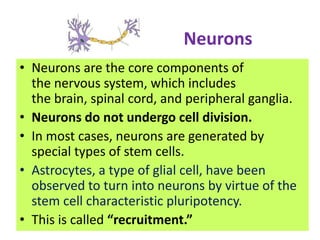 Neurons
• Neurons are the core components of
  the nervous system, which includes
  the brain, spinal cord, and peripheral ganglia.
• Neurons do not undergo cell division.
• In most cases, neurons are generated by
  special types of stem cells.
• Astrocytes, a type of glial cell, have been
  observed to turn into neurons by virtue of the
  stem cell characteristic pluripotency.
• This is called “recruitment.”
 