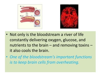 • Not only is the bloodstream a river of life
  constantly delivering oxygen, glucose, and
  nutrients to the brain – and removing toxins –
  it also cools the brain.
• One of the bloodstream's important functions
  is to keep brain cells from overheating.
 