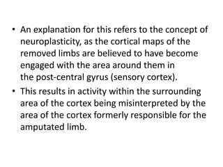 • An explanation for this refers to the concept of
  neuroplasticity, as the cortical maps of the
  removed limbs are believed to have become
  engaged with the area around them in
  the post-central gyrus (sensory cortex).
• This results in activity within the surrounding
  area of the cortex being misinterpreted by the
  area of the cortex formerly responsible for the
  amputated limb.
 