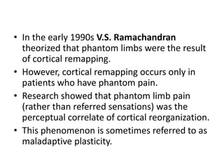 • In the early 1990s V.S. Ramachandran
  theorized that phantom limbs were the result
  of cortical remapping.
• However, cortical remapping occurs only in
  patients who have phantom pain.
• Research showed that phantom limb pain
  (rather than referred sensations) was the
  perceptual correlate of cortical reorganization.
• This phenomenon is sometimes referred to as
  maladaptive plasticity.
 