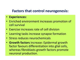 Factors that control neurogenesis:
• Experiences:
• Enriched environment increases promotion of
  cell survival
• Exercise increases rate of cell division
• Learning tasks increase synapse formation
• Stress reduces neurochemicals
• Growth factors increase: Epidermal growth
  factor favours differentiation into glial cells,
  whereas fibroblasts growth factors promote
  neuronal production.
 