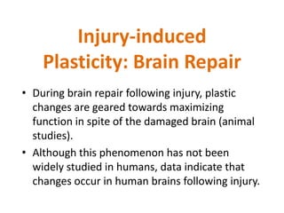 Injury-induced
    Plasticity: Brain Repair
• During brain repair following injury, plastic
  changes are geared towards maximizing
  function in spite of the damaged brain (animal
  studies).
• Although this phenomenon has not been
  widely studied in humans, data indicate that
  changes occur in human brains following injury.
 