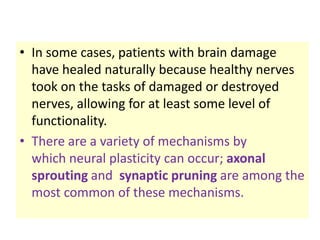 • In some cases, patients with brain damage
  have healed naturally because healthy nerves
  took on the tasks of damaged or destroyed
  nerves, allowing for at least some level of
  functionality.
• There are a variety of mechanisms by
  which neural plasticity can occur; axonal
  sprouting and synaptic pruning are among the
  most common of these mechanisms.
 