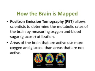 How the Brain is Mapped
• Positron Emission Tomography (PET) allows
  scientists to determine the metabolic rates of
  the brain by measuring oxygen and blood
  sugar (glucose) utilization.
• Areas of the brain that are active use more
  oxygen and glucose than areas that are not
  active.
 