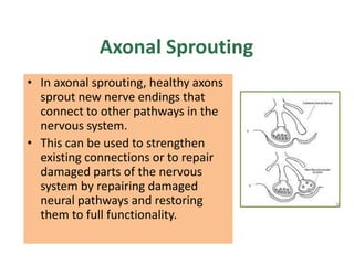 Axonal Sprouting
• In axonal sprouting, healthy axons
  sprout new nerve endings that
  connect to other pathways in the
  nervous system.
• This can be used to strengthen
  existing connections or to repair
  damaged parts of the nervous
  system by repairing damaged
  neural pathways and restoring
  them to full functionality.
 