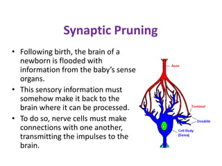 Synaptic Pruning
• Following birth, the brain of a
  newborn is flooded with
  information from the baby’s sense
  organs.
• This sensory information must
  somehow make it back to the
  brain where it can be processed.
• To do so, nerve cells must make
  connections with one another,
  transmitting the impulses to the
  brain.
 