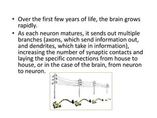 • Over the first few years of life, the brain grows
  rapidly.
• As each neuron matures, it sends out multiple
  branches (axons, which send information out,
  and dendrites, which take in information),
  increasing the number of synaptic contacts and
  laying the specific connections from house to
  house, or in the case of the brain, from neuron
  to neuron.
 