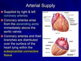 Arterial Supply
Supplied by right & left
coronary arteries
Coronary arteries arise
from the ascending aorta
immediately ab...