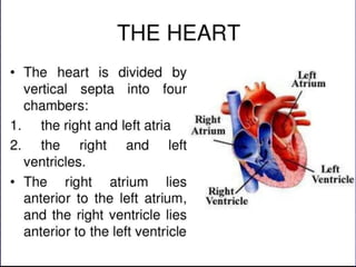 Venous Drainage cont’d
Anterior cardiac veins
drain directly into the
right atrium
Vena cordis minimi
(Thebesian veins)
op...