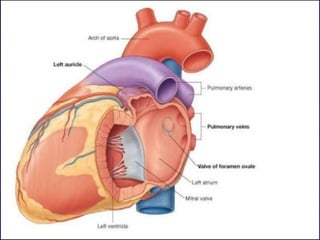 15 - Pericardium & Heart.ppt