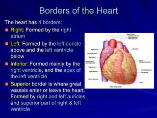 Borders of the Heart
The heart has 4 borders:
Right: Formed by the right
atrium
Left: Formed by the left auricle
above and...